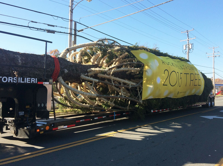 The 2015 tree spotted being hauled on Union Avenue in Newburgh, New York. Photo by Melissa Aldridge.