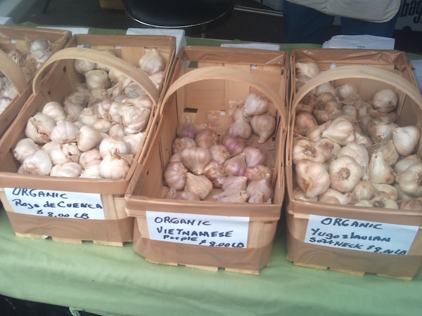 Piedmonte Garlic Farm, Albion N.Y., had certified organic Vietnamese Purple, Yugoslavian Softneck and Rojo de Cuenca varities of garlic. Photo by Faith Gimzek. 