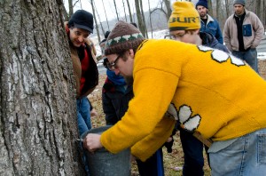 Luciano Lemos (left) looks over his son Lucas Lemos (second from left) as he and Seamus Schwartz (yellow hat) watch intently while Creek Iverson sets the tap and the bucket to catch the sap from the maple tree. Photo by Dawna M. Cservak.