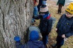 Three young volunteers: Ben Gilman (bottom), Seamus Schwartz (right) and Lucas Lemos (top left) wait patiently for the fruits of their labor as they stand over the first bucket tapped for the day. They wait for the first signs of sap to drip from the sugar maple tree at the Maple Sugaring Prep Work Party and Potluck taking place at the Brook Farm Project in New Paltz, NY. Photo by Dawna M. Cservak.