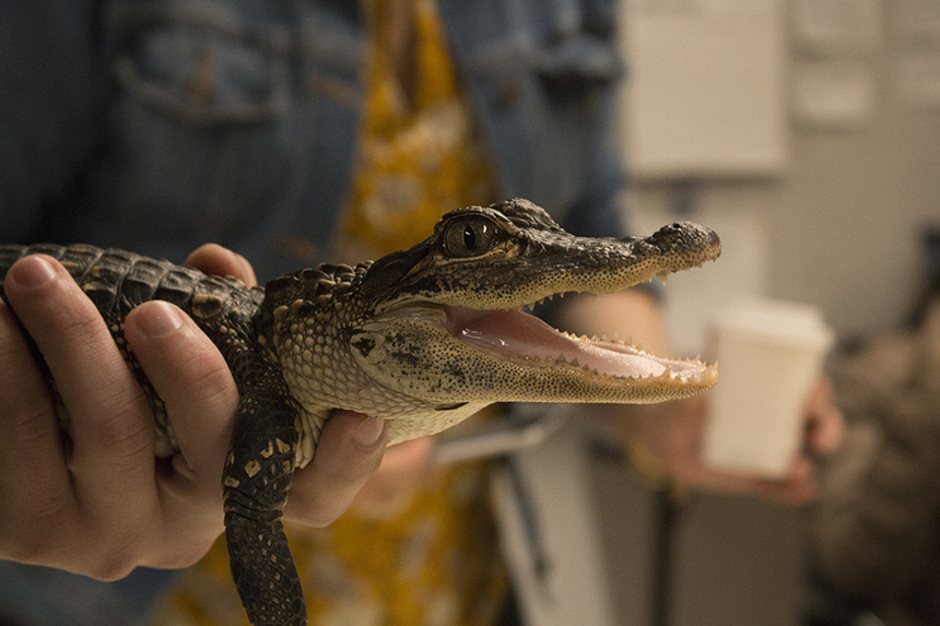 Reptiles From Around the World Visit New Paltz