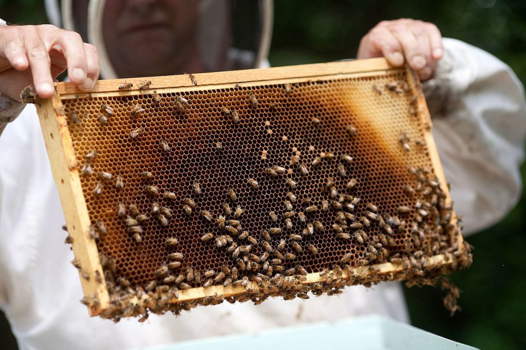 The Buzz Across America: Backyard Efforts To Save Our Honeybees