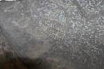 A trilobite fossil. Photo by Khynna Kuprian.